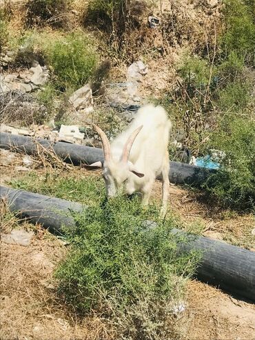 Digər kənd təsərrüfatı heyvanları: Cəmisi 16 sani keçisidir onlardan 6 tısı erkek 10 dişi hal hazırda — 6