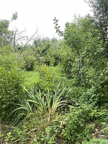 Продажа дач: ПРОДАЕТСЯ Дачный участок, с. Туз, СТ «Нур» (между с. Туз и с. Чон — 6