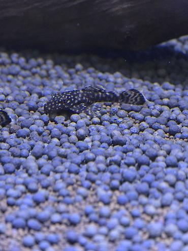 Рыбы: Анциструс звездчатый (плекостомус, «Starry/White-spotted Bristlenose») — 5