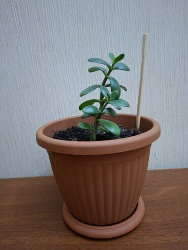 tuya ağacı: Crassula ovata (Pul ağacı) Bitki tam sağlamdır, zərərvericilər