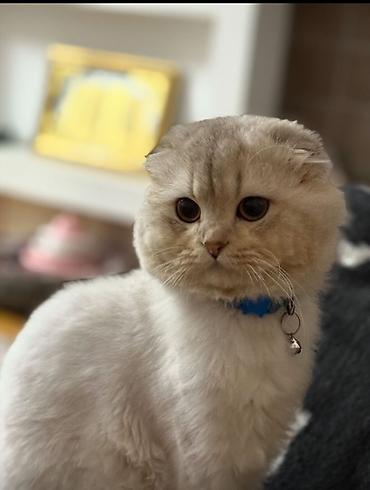 Pişiklər: Şotland — 7