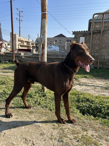 doberman satışı: Doberman, 3 il, Erkek, Ünvandan götürmə