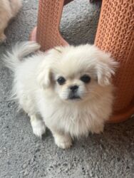 İtlər: Pekines, 2 ay, Dişi, Peyvəndli, Ünvandan götürmə, Pulsuz çatdırılma, Ödənişli çatdırılma