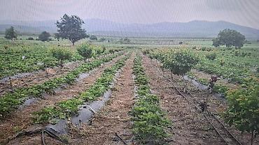 traktor starter: Məhsul: Açıq sahədə çiyələk plantasiyası Təsvir: - Geniş açıq əkin — 2