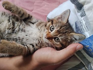 Продажа кошек: Беспородная, 2 месяца, Девочка, Приучена к лотку — 5
