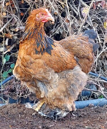 Toyuqlar: Toyuq, Brama, Ətlik — 7