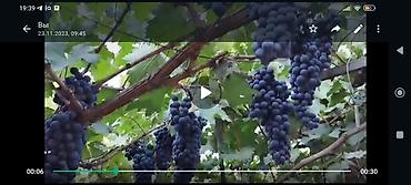 Виноград: Саженцы винограда. Пино, каберне, кишмыш, мцванни, ркацетелли — 8