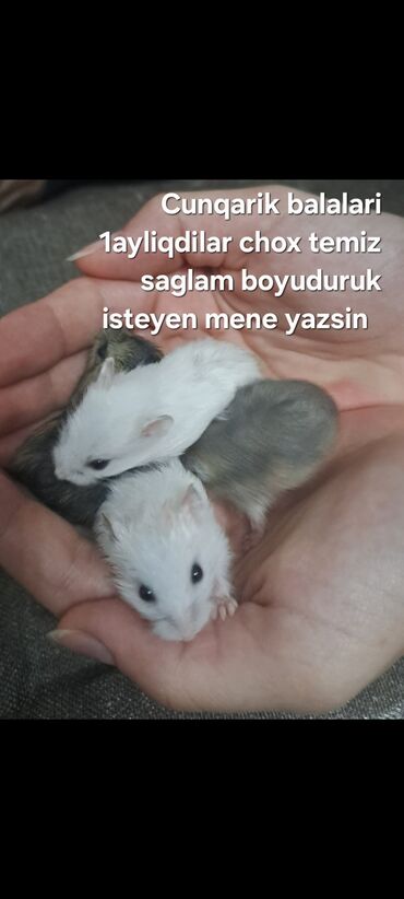 Cunqarik balaları – 1 aylıq - Rənglər: ağ, boz-ağ qarışıq tonlar -