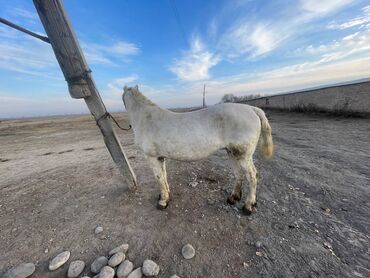 Лошади, кони: Продаю | Кобыла (самка) | На забой — 1