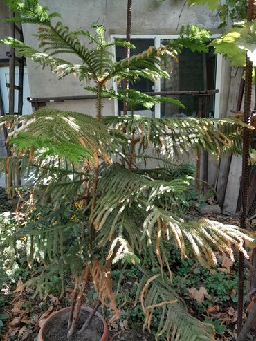 фикусы бенджамина: Комнатные/садовые экзоты 1) Араукария (Araucaria heterophylla