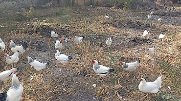 скот быки: Продаю | Куры | Суссекс | Для разведения — 6
