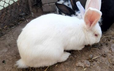 маленькие кролики: Самка 5 месяца, 700 сом