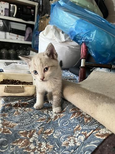 кошка сфинкс с шерстью: Отдам в добрые руки — 4