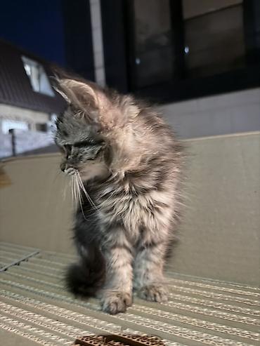Продажа кошек: Ищем любящий дом для котенка В очень добрые руки, бесплатно ) ровно 2 — 4