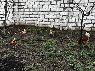 Toyuqlar: Toyuq, Damazlıq, Ödənişli çatdırılma -da lalafo.az — 9 Toyuqlar: Toyuq, Damazlıq, Ödənişli çatdırılma — 9