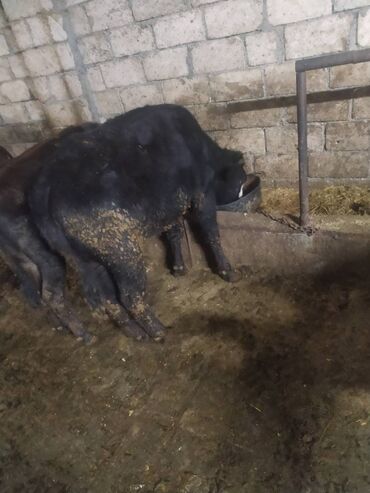 Dana, buzov: 23 dişi dana, 3 erkək dana satılır . Danalar diri çəkiylə 7 manatdan — 7