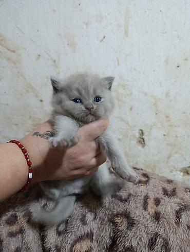 Кошки: Шотландская вислоухая — 3