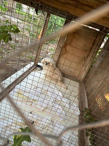quru it yemi: Pekines, 1 il, Erkək, Sənədli, Rayonlara çatdırılma — 1