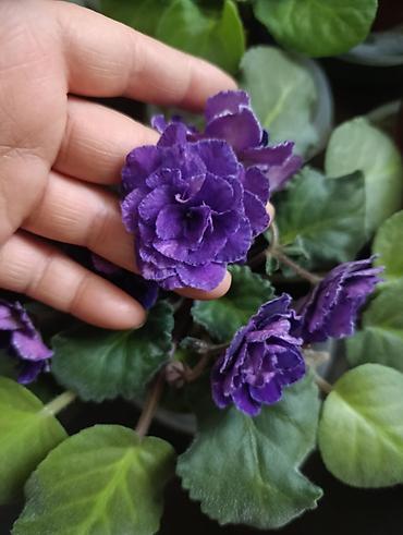 Фикусы: Комнатные растения — коллекция укоренённых саженцев и деток - Фикусы — 26