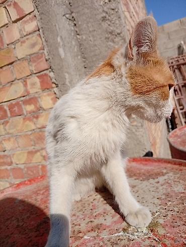 Кошки: Кошка даром: Беспородная, 1 год, Мальчик, Приучена к лотку — 2