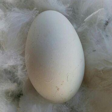 клубника сатам: Продаю яйца гусиные на инкубацию