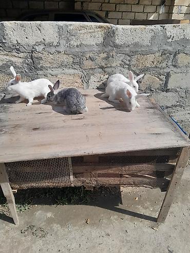 yuxuda qas gormek: Dovşanlar və taxta qəfəs dəsti 3dis bir ekey dir bater var baxir — 1