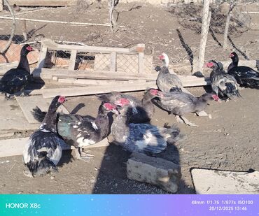 Ördəklər: Erkək, | Lal ördək, Ətlik, Ünvandan götürmə — 2