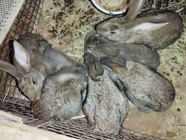 Другие животные: Продам кроликов 12шт