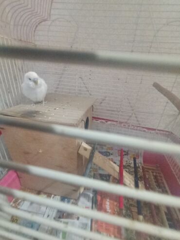 quş yuvalari: Düm ağ papuqaydı erkəydi satılır. 15 manata altınan bala almışam