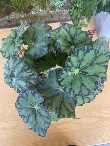 Otaq bitkiləri: Bu begoniya bitkisi yaşıl və tünd yaşıl ləkələrlə bəzədilmiş geniş — 2