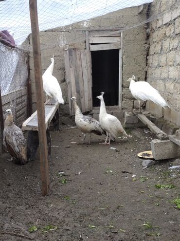 Tovuz quşları: Salam aleykum. Satışda bir cüt ağ tovuzquşu var. 6 ayliqdirlar. cütü — 21