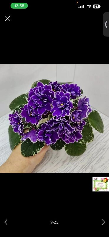 Фиалки и глоксинии: 🌱🌺🌱 Продаю сортовые ДЕТКИ стандартных фиалок🌱🌺🌱. Цены от 80-150 сом — 13