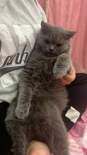 Pişiklər: Şotland, Erkək — 24