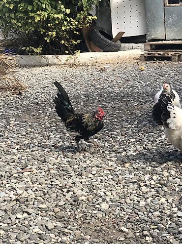 Птицы: Yaponka barter edilir ordək dişidi cavan 40m — 4