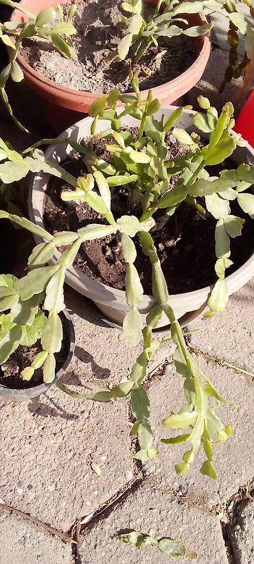 Ostale kućne biljke: Sobne i ukrasne biljke u saksijama – više vrsta - Syngonium — 6