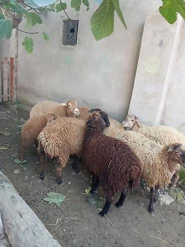 qu qusu satisi: Obşi 8 baş 6 quzu du 1 ana bala qoyun dişi balalı qoyun təzədən boğaz — 10