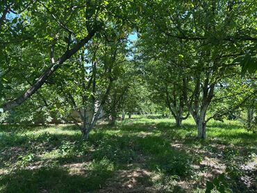 Bağ evlərinin satışı: Xaçmaz, 126 kv. m, 4 otaqlı, Hovuzsuz -da lalafo.az — 14 Bağ evlərinin satışı: Xaçmaz, 126 kv. m, 4 otaqlı, Hovuzsuz — 14