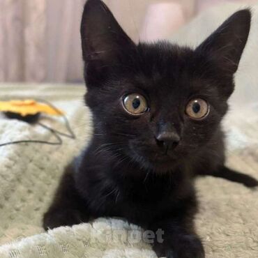 купить собаку ротвейлер: Черный котенок - Окрас: полностью черный, короткая гладкая шерсть -