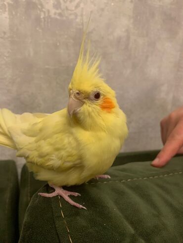 Tutuquşları: Növ: Korella papuqayı (cockatiel), sarı rəng 6 aylıgdır Erkek cinsidir — 14