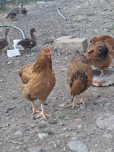 Kənd təsərrüfatı quşları: Toyuq, Yumurtalıq — 3
