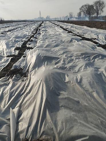 Другие товары для дома и сада: Ежевика, малина Натчез Блек Жем, кочоттору сатылат казып берем — 8