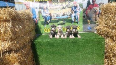 Psi: Patuljasti Snaucer biber so Stenci patuljastog snaucera traze nove — 4