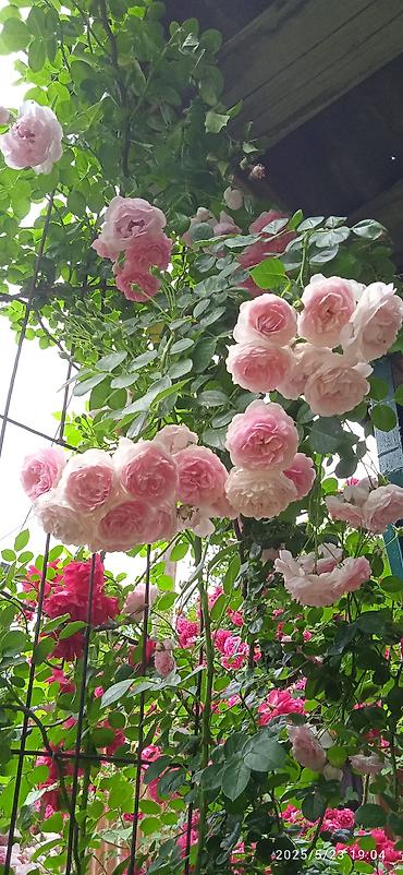 алма кол: Саженцы Самовывоз — 3