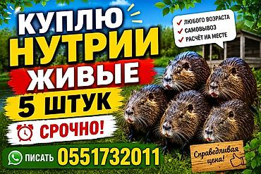 дать объявление: Частное лицо | На откорм — 1