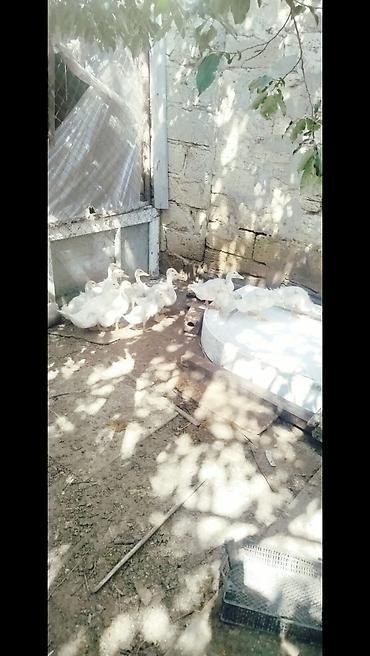 pekin ördeği: Salam tam saqlam 2 ayliq pekin kuban oredeklerdir 11 ededir .Unavn — 1
