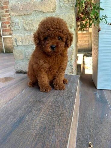 Psi: Crvene i aprikot patuljaste pudle Crvene i aprikot mini/patuljaste — 6