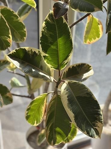 монстера альба купить: Фикус каучуконосный (Ficus elastica) вариегатный, крупномер в высоком — 2