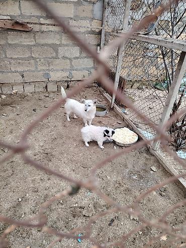 pomeranian boo satilir: Zvonok, 1 il, Dişi, Peyvəndli, Ünvandan götürmə — 5