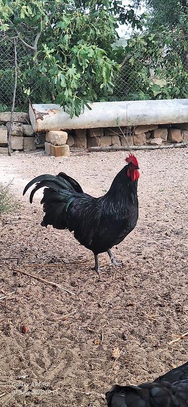 bit darağı: Avstalorp Cinsi xoruz – tam qara — 4