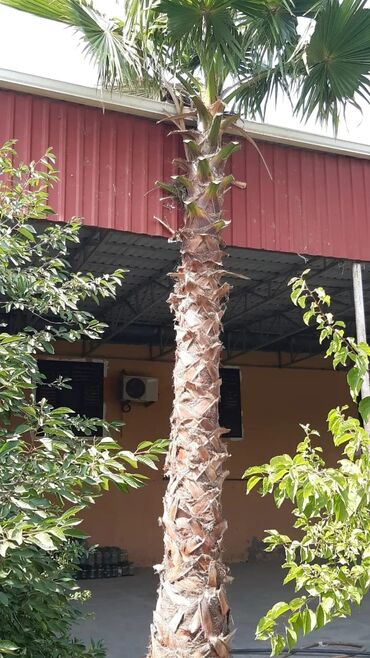 Ağaclar: Bu palma ağacı tropik bir görünüşə malik olub, bağçanıza, həyətinizə — 7